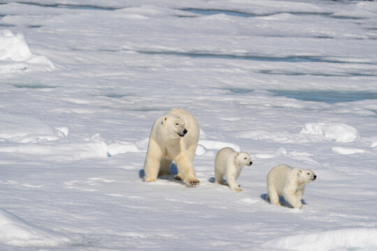 Norway, Svalbard. Polar bear mother and cubs on pack ice in Arctic Ocean.