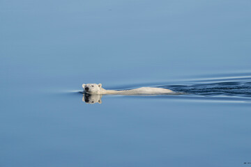 Norway, Svalbard. Polar bear swimming in Arctic Ocean.