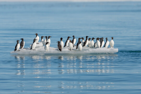 Norway, Svalbard. Thick-billed murre birds on ice floe.