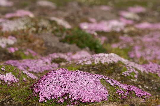 Norway, Svalbard. Moss campion pink wildflower close-up.