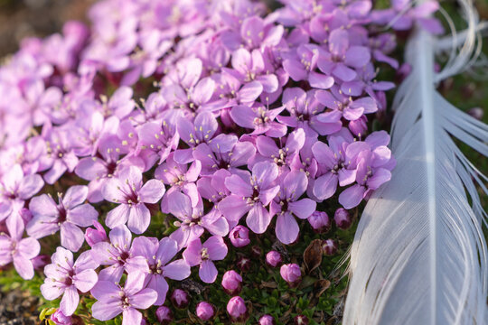 Norway, Svalbard. Moss campion pink wildflower and feather close-up.