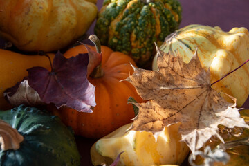 Decorative pumpkins and autumn leaves still life on the dark background 