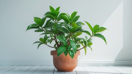 Obraz premium Decorative pots with small leaf plants in a lovely home, Indoor air-cleaning plants