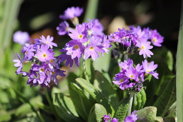 Violet primula denticulata flower in spring garden.