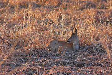 Sarna europejska (Capreolus capreolus) roe deer © Bartosz Rakoczy