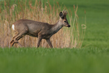 Sarna europejska (Capreolus capreolus) roe deer © Bartosz Rakoczy