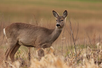 Sarna europejska (Capreolus capreolus) roe deer © Bartosz Rakoczy