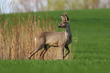 Fototapeta premium Sarna europejska (Capreolus capreolus) roe deer