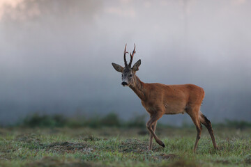 Sarna europejska (Capreolus capreolus) roe deer © Bartosz Rakoczy