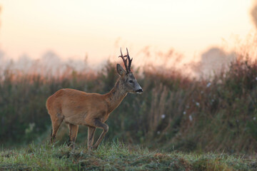 Sarna europejska (Capreolus capreolus) roe deer © Bartosz Rakoczy