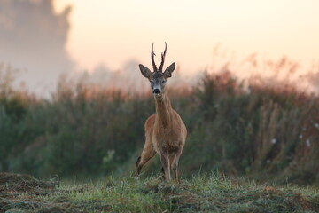 Sarna europejska (Capreolus capreolus) roe deer © Bartosz Rakoczy