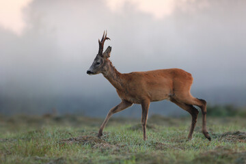Sarna europejska (Capreolus capreolus) roe deer © Bartosz Rakoczy