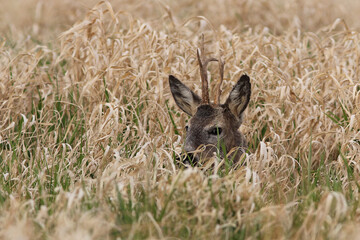 Sarna europejska (Capreolus capreolus) roe deer © Bartosz Rakoczy