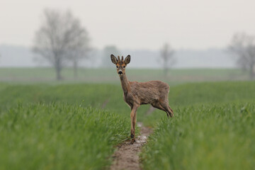 Sarna europejska (Capreolus capreolus) roe deer © Bartosz Rakoczy