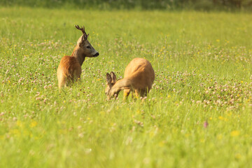 Sarna europejska (Capreolus capreolus) roe deer © Bartosz Rakoczy