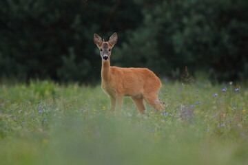 Sarna europejska (Capreolus capreolus) roe deer © Bartosz Rakoczy