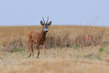 Sarna europejska (Capreolus capreolus) roe deer © Bartosz Rakoczy