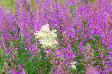Norway, Svalbard. Close-up of meadowsweet and pink fireweed flowers.