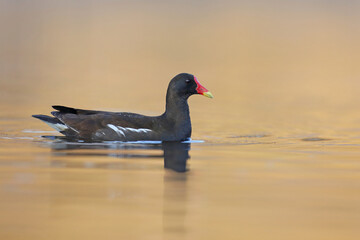 Kokoszka zwyczajna, kokoszka, kokoszka wodna, kurka wodna (Gallinula chloropus) © Bartosz Rakoczy