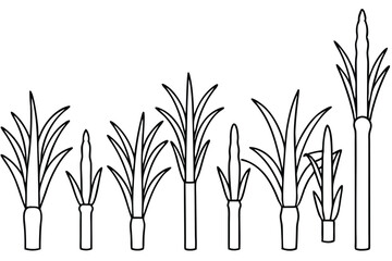 Sugarcane Vector Collection on White Background