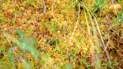 Close-up view of a lush peat bog surface with vibrant sphagnum moss in yellow and orange hues,...