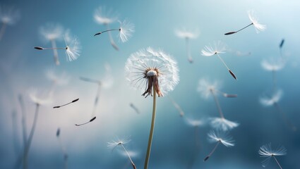 Obraz premium Dandelion in close-up