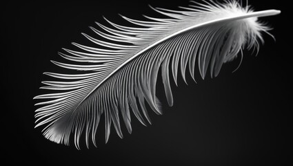 Obraz premium Black and white close-up of a fragment from a bird's feather.