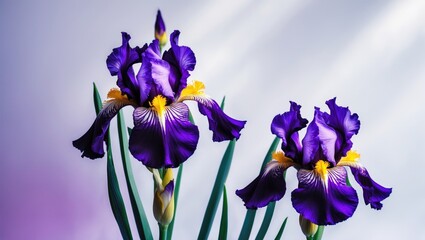 stunning dark purple iris bloom set against a white backdrop