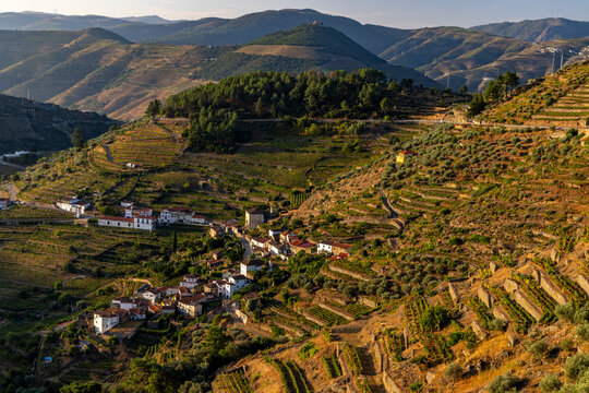 Terraced vineyards in the Douro Valley of Portugal