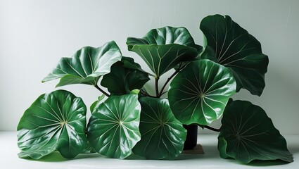Obraz premium Fiddle Leaf Fig Tree Against a White Backdrop