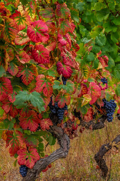 Mature grapes on the Vine at Quinta da Portal Winery in Celeiros, Portugal