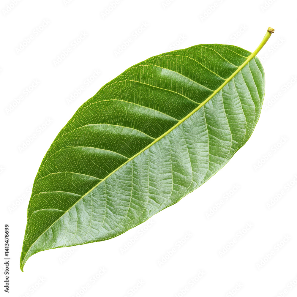 Poster vibrant mango leaf isolated on a clean transparent background showcasing its intricate texture and d