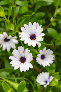 Quatro Ribeiras, Terceira Island, Azores, Portugal. Wildflowers in a field.