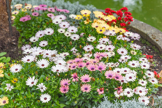 Angra do Heroismo, Terceira Island, Azores, Portugal. Daisies at the Duke Of Terceira Garden.