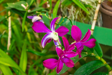 Close up of a beautiful purple orchid in Royal Botanic Gardens, Peradeniya, Sri Lanka