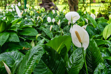 Obraz premium White anthurium growing in the Royal Botanic Gardens, Peradeniya, Kandy, Sri Lanka