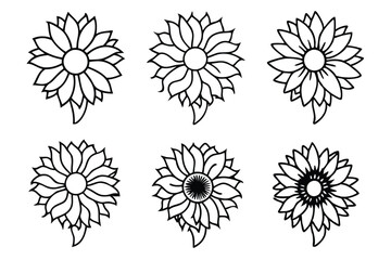 sunflower glory flower set on white