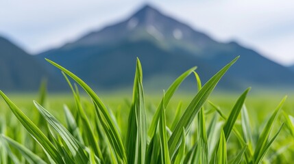 Obraz premium Serene green grass field with majestic mountain background