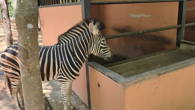 The zebra is standing and resting.