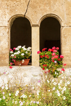 Romania, Transylvania, Sibiu County. Flowers