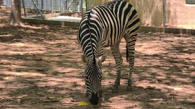 The zebra is standing and resting.
