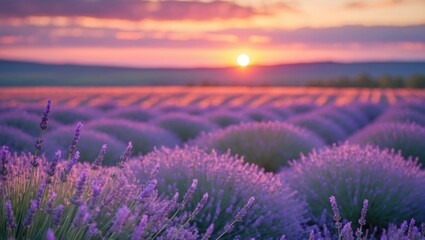 Obraz premium Dusk over a violet lavender meadow.