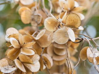 自然薯の種の殻02