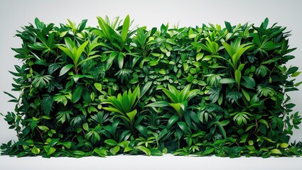Isolated backdrop of tropical nature plant with clipping path on white background, featuring close-up spring floral decoration from the rainforest.