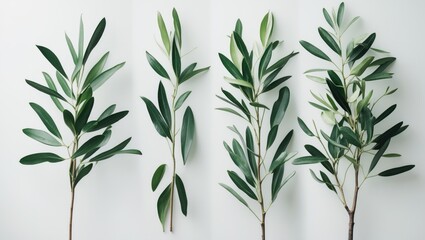 Naklejka premium Series of green olive branch pictures isolated against white