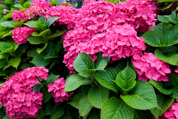 London, England, Great Britain. English garden flowers. Pink Hydrangeas