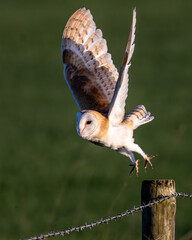 barn owl, taking flight from a barbed wire fence.