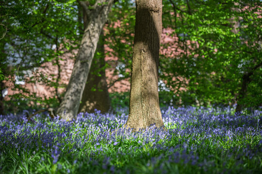 Morning photo of beautiful bluebells in the forest