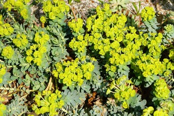 A vibrant display of bright yellow flowers of Wood Spurge plants with scientific name Euphorbia...