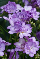 A cluster of vibrant Freesia Blue Sensation flowers with intricate petal details.